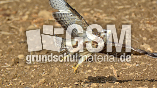 Mäusebussard_ (16).jpg